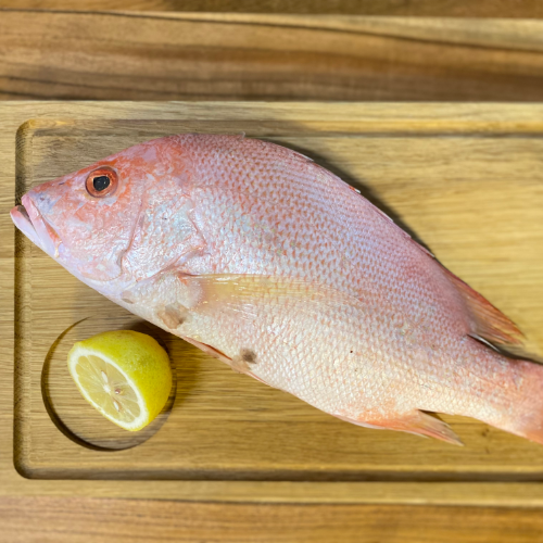 SNAPPER - RED